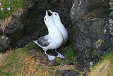 Northern Fulmar